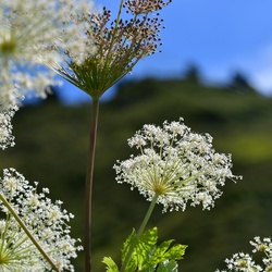 2019-08 Savoie/La Tuile/DSC_1633.JPG